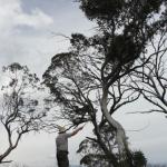 yrtleford - Avventura con il 4x4 sul mt. buffalo national park.